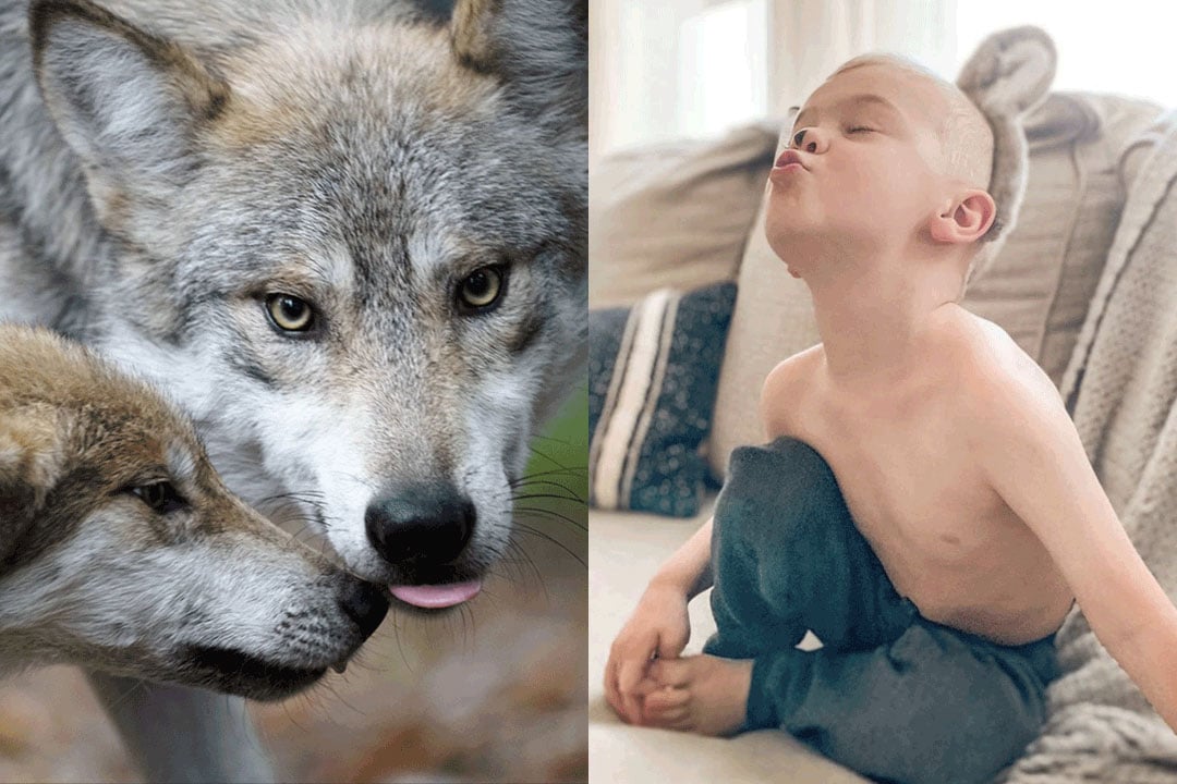 Little boy and two wolves