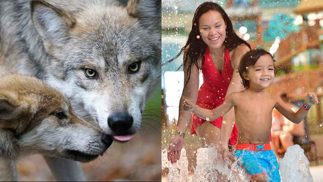 Mother and son next to two wolves