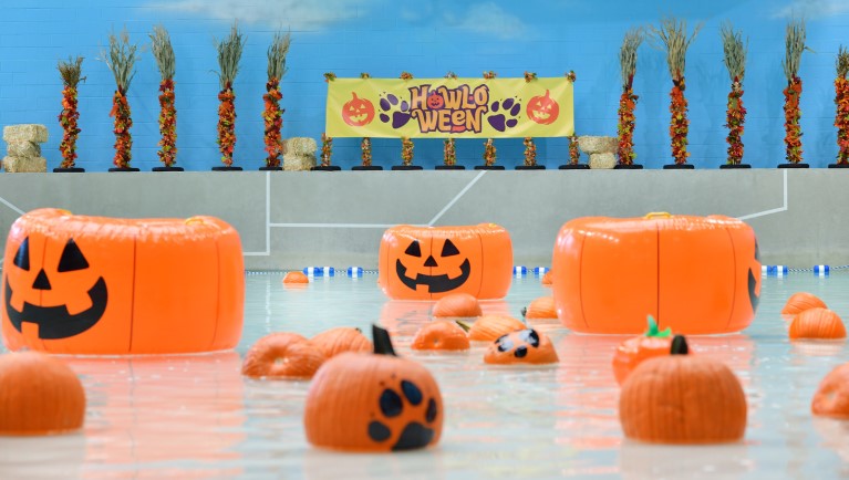 Pumpkin floating in pool 