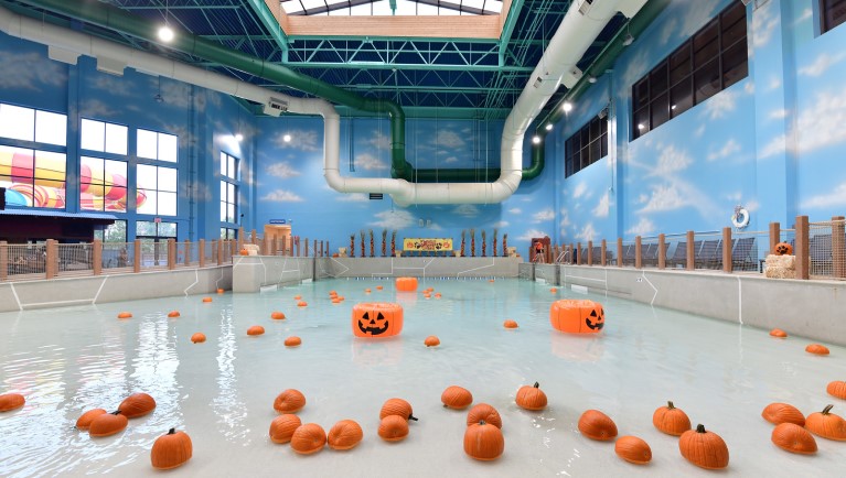 Pumpking decorations in wave pool 