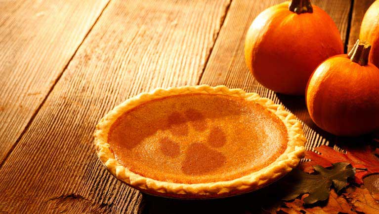 Thanksgiving pumpkin pie